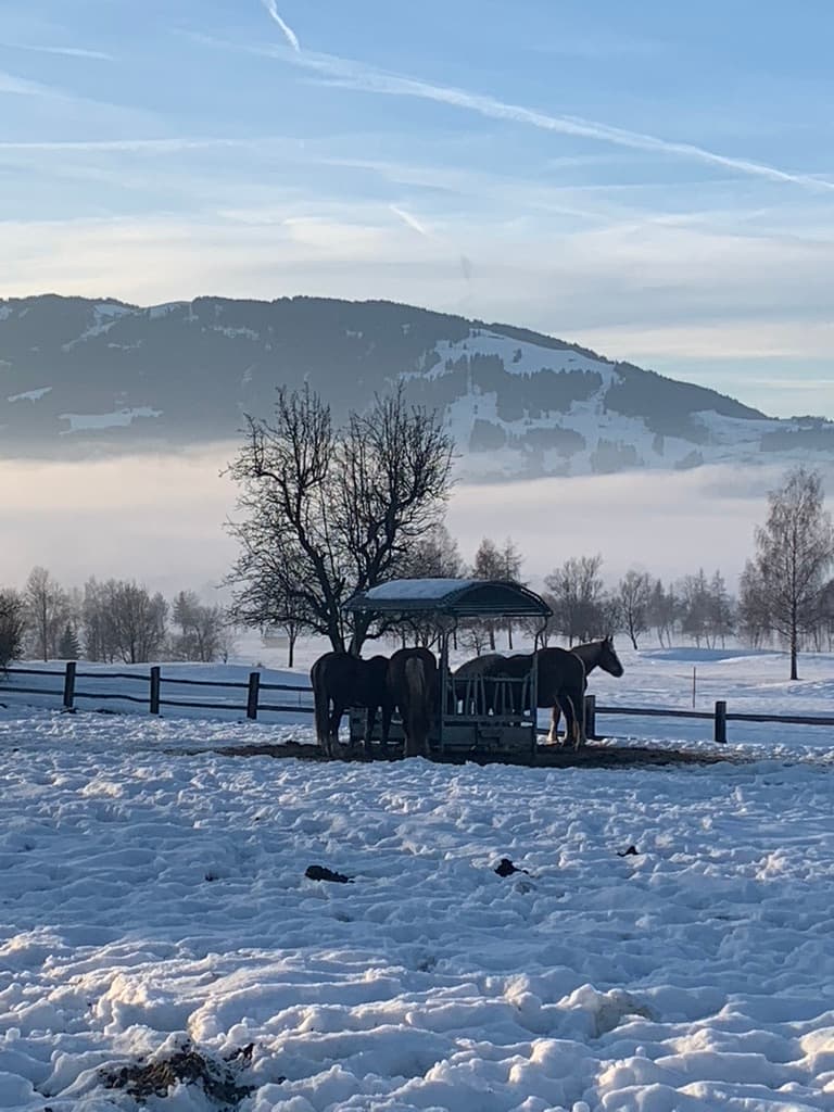 Paarden bij de voerbak in de sneeuw