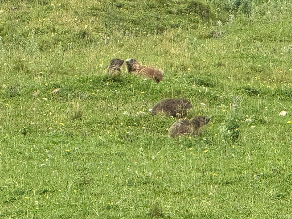 Marmotten op de alpenweide
